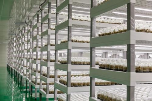 金線蓮培育難度大,云谷田園如何脫穎而出