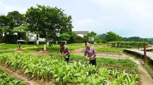 廣州出發,來一場吸氧之旅 住圍屋,賞花海 農家美食 吃喝玩樂全都有