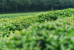 不是烏鎮西塘,在江西撫州還藏著爸爸去哪兒住過的古鎮
