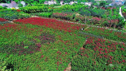 旅游扶貧,讓好風景帶來好光景