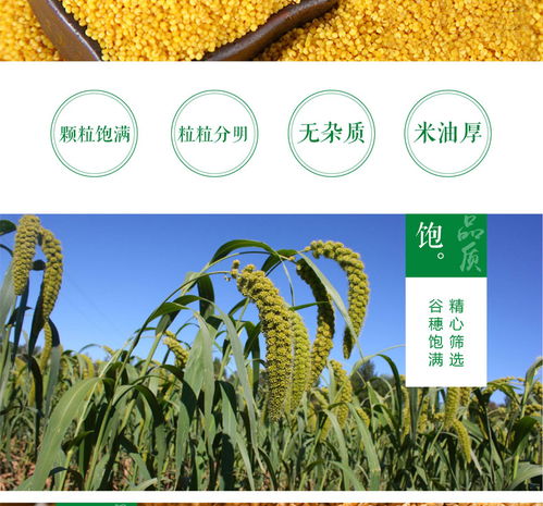 內(nèi)蒙古田也紅谷小米 鮮黃糯甜的草原綠色珍品