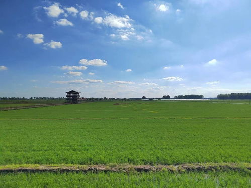 一碗大米，十分安全——照鈺農(nóng)谷基地食品安全保護(hù)盾計(jì)劃守護(hù)餐桌營養(yǎng)